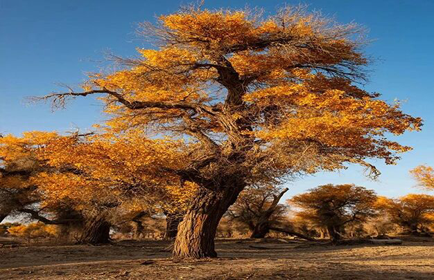 /uploads/image/2025/11/02/d369a6d88cac275fbd682b89e67db2d5.jpg 5.jpg