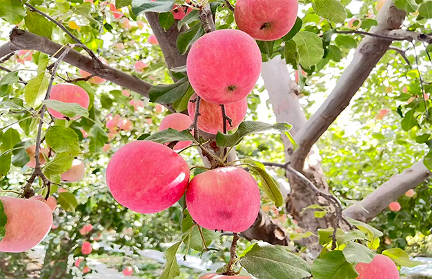 /uploads/image/2025/11/03/3ca9ae15ab62968a8d31f05e7553991f.jpg 4.jpg