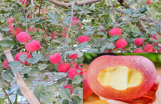 /uploads/image/2025/11/03/923485d11c084f02242dd53657d9cef4.jpg 1.jpg