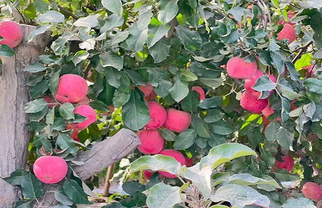 /uploads/image/2025/11/03/a46438f8aee98d2e7c2d85d473690b5b.jpg 2.jpg