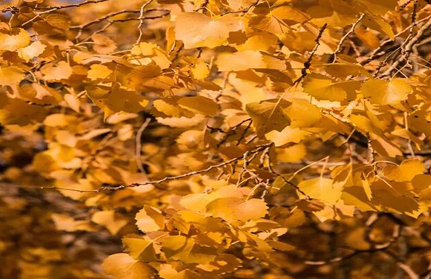 /uploads/image/2025/11/03/ad27a842e0f4863cee4ed7e403c85973.jpg 8.jpg