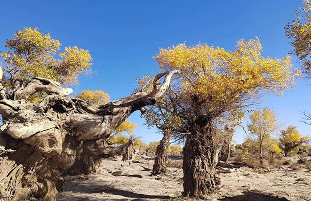 /uploads/image/2025/11/03/c880c6cd792d9ea5ada48cdd8d8d0057.jpg 3.jpg