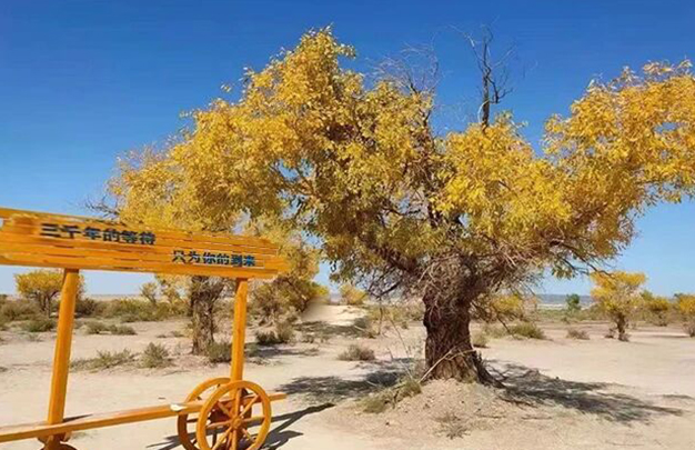 /uploads/image/2025/11/03/cd190c607de0f3a85e47e7a44a6bcf5b.jpg 6.jpg