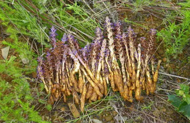 /uploads/image/2025/11/06/0fd8919f3710aa5aa71527697b277787.jpg 修 5.jpg