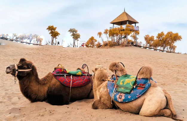 /uploads/image/2025/11/08/3637d7f808197782807358a974cdf38f.jpg 修图4.jpg