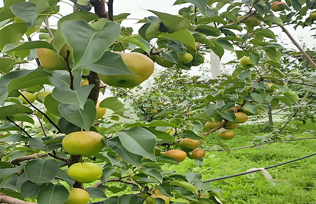 /uploads/image/2025/11/10/141c82db16be095edc47788da94a98c9.jpg 01.jpg