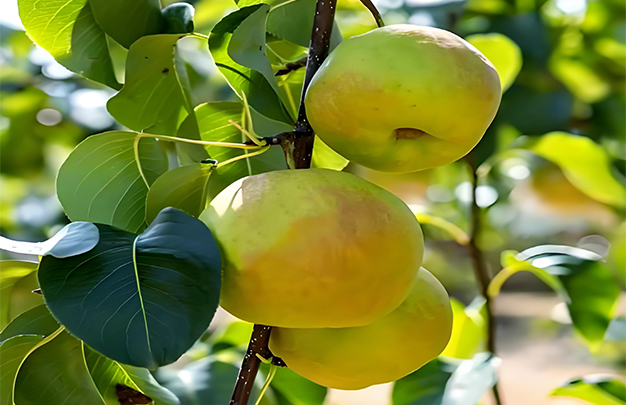 /uploads/image/2025/11/10/ed6c249a1b7de324e520d34517805a08.jpg 05.jpg