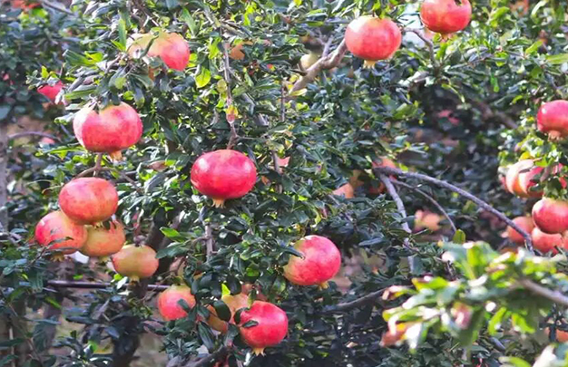 /uploads/image/2025/11/11/c5dd3ef6c7c0753831c3e5d0f19772f7.jpg 6.jpg