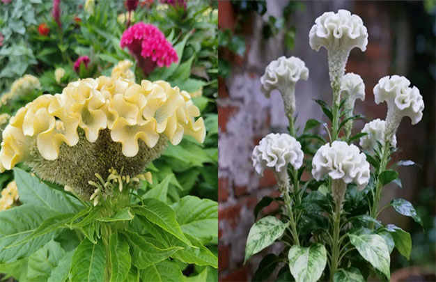 /uploads/image/2025/11/12/ec3e99fbf19f4b0540eb1a818b927c0d.jpg 修 1.jpg