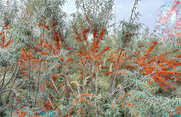 /uploads/image/2025/11/13/4d5cdaa8cb5bd955d44cce9e5cdcd87d.jpg 修图 5.jpg