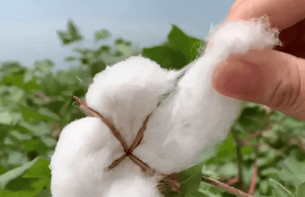 /uploads/image/2025/11/16/44ce42e3dfcbf47f74f2532091c394b6.jpg 修图5.jpg