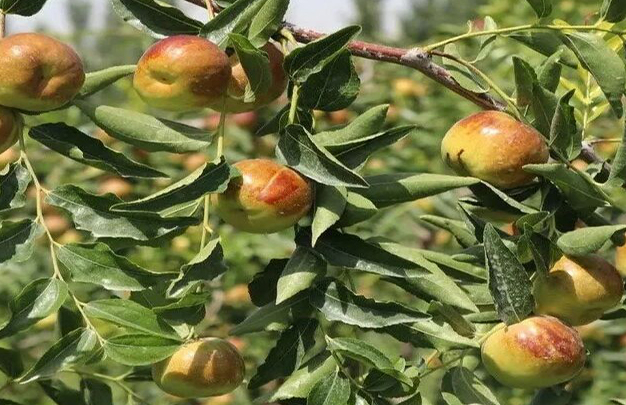 /uploads/image/2025/11/18/93715dd75f6370312ccefab7fdbe2740.jpg 4.jpg