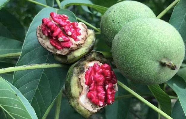 /uploads/image/2025/11/26/c17aa2896c10207a9cdafdbe671ca0dd.jpg 修3.jpg