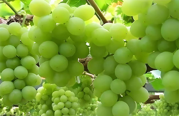 /uploads/image/2025/12/01/5680cf3f476a9efc83727d621e8fd553.jpg 002.jpg