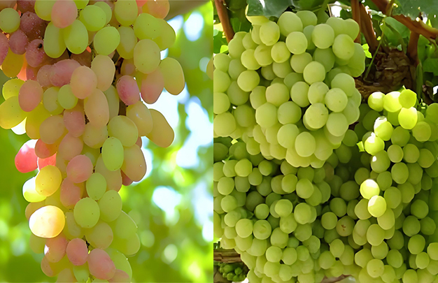 /uploads/image/2025/12/01/62f564f4bb16a540dcbfa92a7a9351f4.jpg 010.jpg