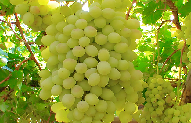 /uploads/image/2025/12/01/e95946663d7f32441edad474fae358d0.jpg 005.jpg