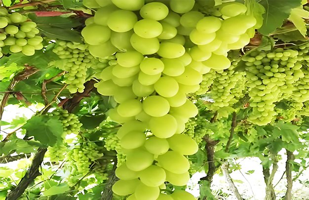 /uploads/image/2025/12/01/ec3be8a32d59c3572ec3c19b5d5f19e3.jpg 009.jpg