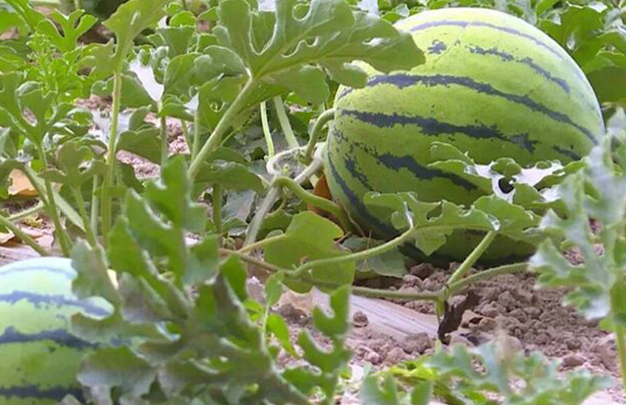 /uploads/image/2025/12/06/9792d69317f5f5e8be696a808c48bdb3.jpg 4.jpg