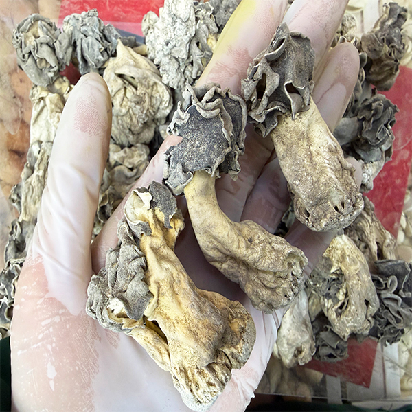 /uploads/image/2025/12/12/d46f7710715b17c9bc221712e0e2c837.jpg 547.jpg