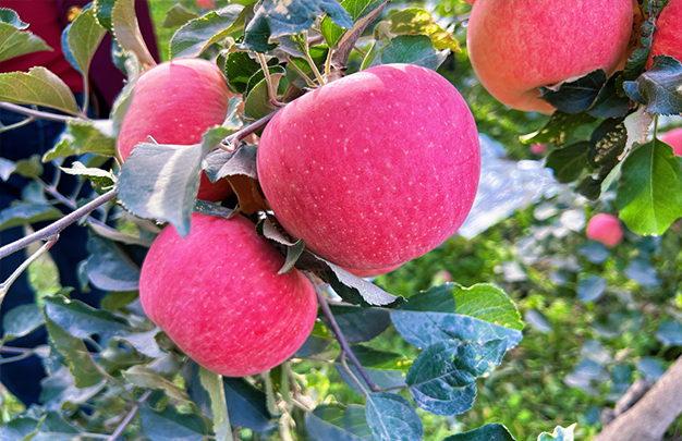 /uploads/image/2025/12/27/ba1e8254e35164024c56bbf43b3151bb.jpg 4.jpg