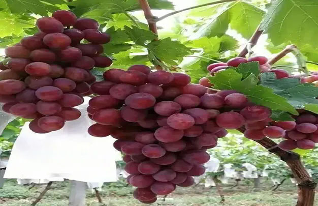 /uploads/image/2026/01/08/0be24d8cffae5eee874d87dc5c6dfdab.jpg 修 9.jpg