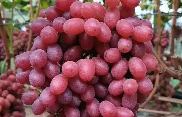 /uploads/image/2026/01/08/1d964462b1a3a00f9779ab4f2c32a9ae.jpg 修 5.jpg