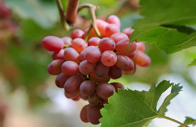 /uploads/image/2026/01/08/3c740e7681f837c144f04a6a508f52b5.jpg 修 10.jpg