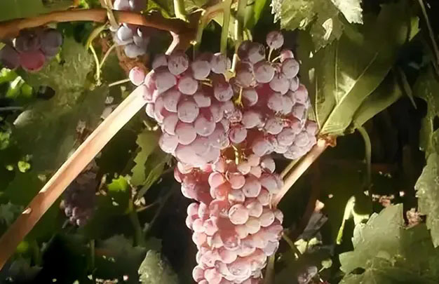 /uploads/image/2026/01/08/4e2ea68bde4a8bf3c37bdb8cfa203b06.jpg 修 11.jpg