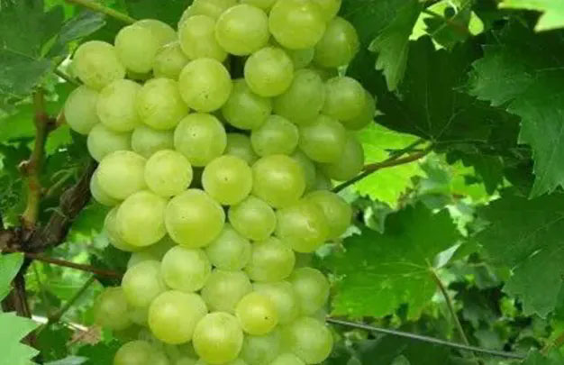 /uploads/image/2026/01/08/c29db780576de05775fc30d4ed3dab3c.jpg 修 6.jpg