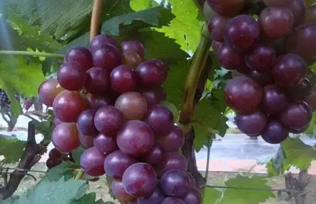 /uploads/image/2026/01/08/ced375ad3524b2777e8475d02f2f992c.jpg 修 7.jpg