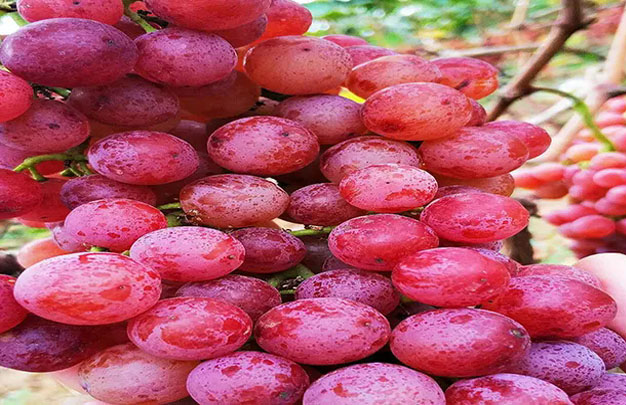 /uploads/image/2026/01/08/da39915f60d90b1cf641f589227e5d81.jpg 修 4.jpg