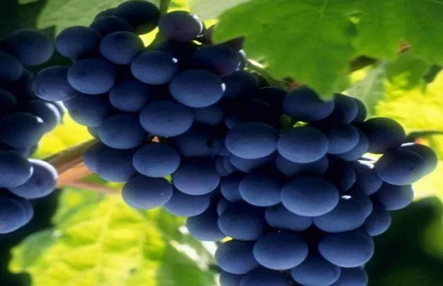 /uploads/image/2026/01/08/f7e82b5620a408a6c809b77ea0bea339.jpg 修 8.jpg