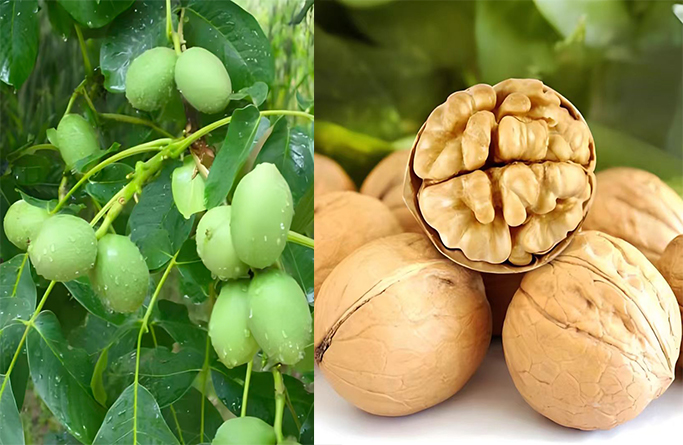 /uploads/image/2026/01/12/fce05a75c91492ba3715990285dfccd3.jpg 008.jpg