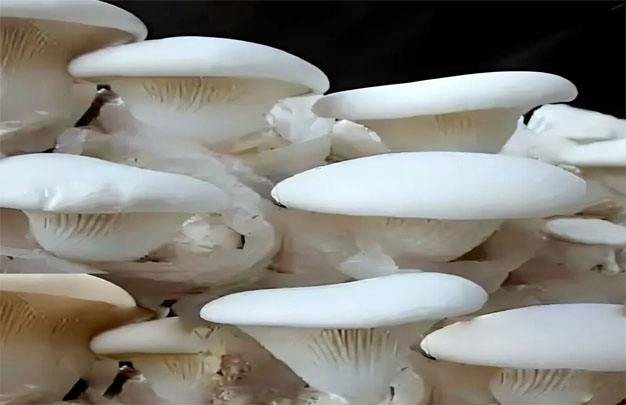 /uploads/image/2026/01/21/402616a9a9264b443b43e8332f8d314b.jpg 修 3.jpg