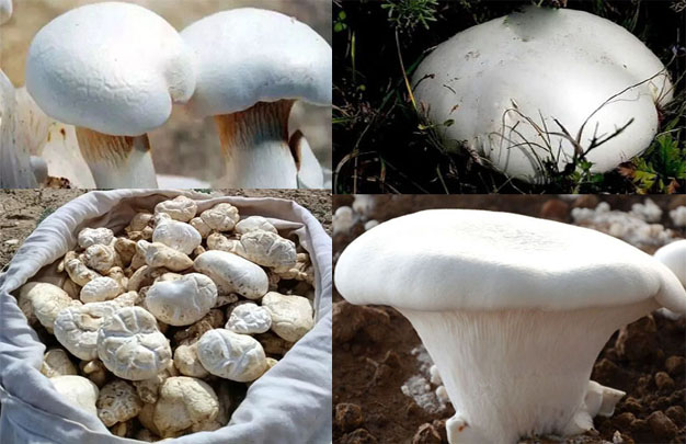 /uploads/image/2026/01/21/5b9684431ebc5815505ba740eb8a7231.jpg 修 2.jpg