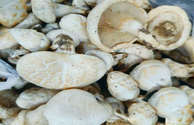 /uploads/image/2026/01/21/d8ded73dcb57f46040c5cb20e25b8e91.jpg 修 1.jpg