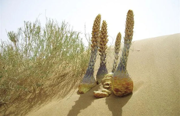 冬季煲汤必备！沙漠人参肉苁蓉：补肾壮阳、益精血的天然良方