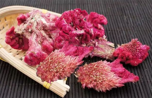 秋日里的「真爱永恒」：火红鸡冠花给生活加点热情